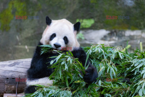 Pandy z zoo w Chongqing