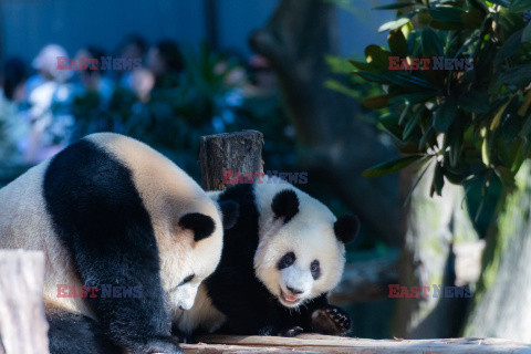 Pandy z zoo w Chongqing