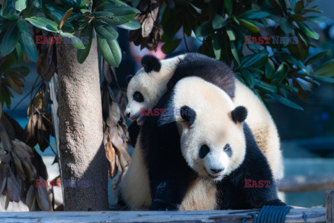 Pandy z zoo w Chongqing