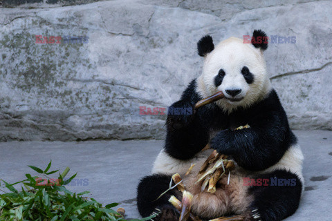 Pandy z zoo w Chongqing