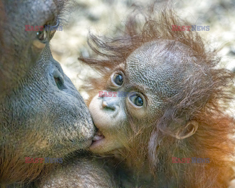 Rufus - mały orangutan