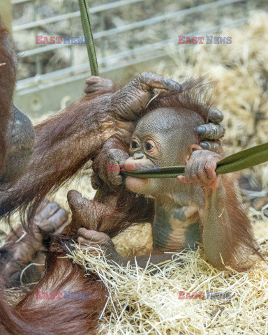 Rufus - mały orangutan