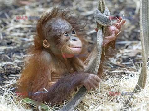 Rufus - mały orangutan