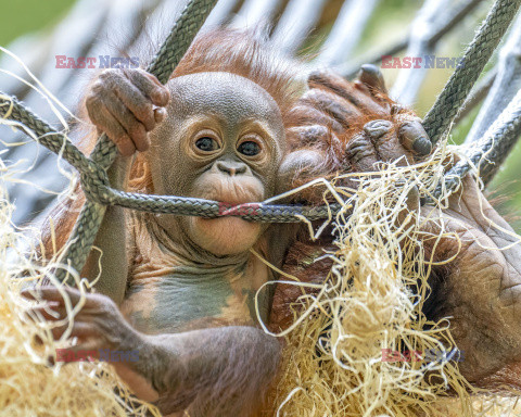 Rufus - mały orangutan