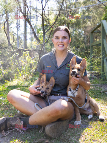 Młode dingo z australijskiego ZOO