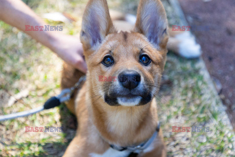 Młode dingo z australijskiego ZOO