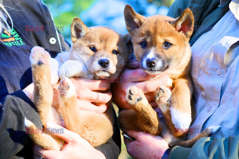 Młode dingo z australijskiego ZOO