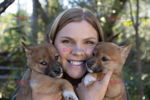 Młode dingo z australijskiego ZOO