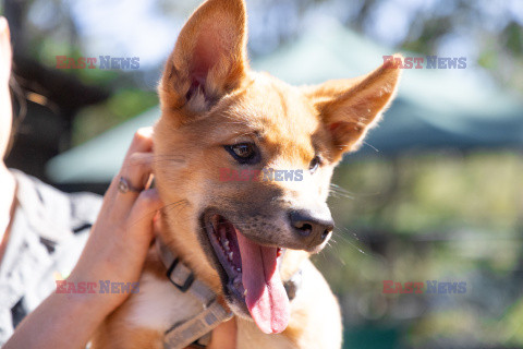 Młode dingo z australijskiego ZOO