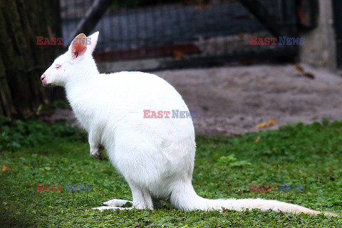 Kangur albinos w Zoo w Karlsruhe