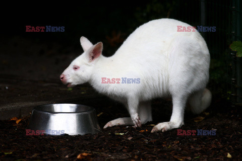 Kangur albinos w Zoo w Karlsruhe