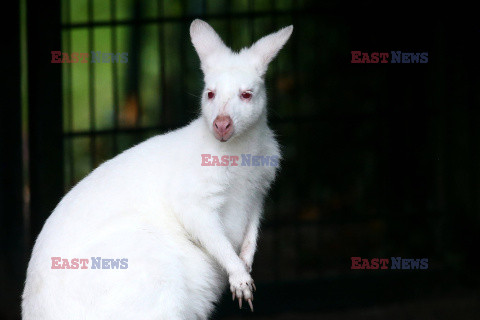 Kangur albinos w Zoo w Karlsruhe