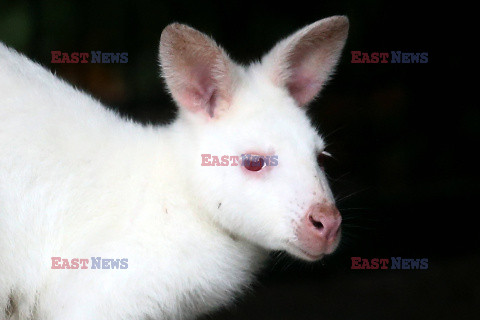 Kangur albinos w Zoo w Karlsruhe