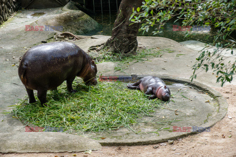 Baby hipopotam w Zoo w Tajlandii