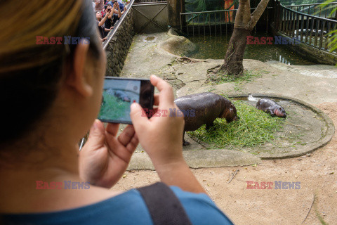 Baby hipopotam w Zoo w Tajlandii