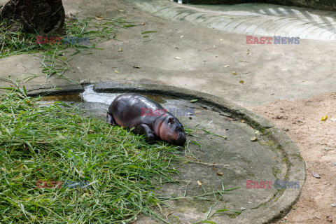 Baby hipopotam w Zoo w Tajlandii