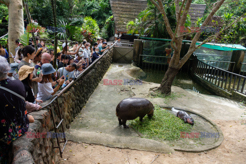 Baby hipopotam w Zoo w Tajlandii