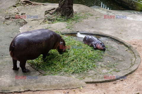 Baby hipopotam w Zoo w Tajlandii