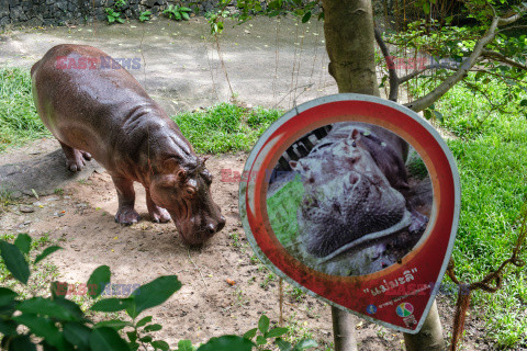 Baby hipopotam w Zoo w Tajlandii