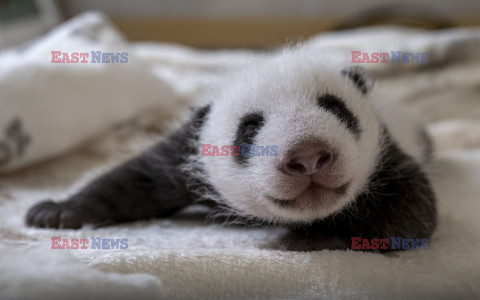 Nowo narodzone pandy w berlińskim zoo