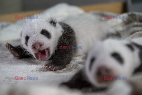 Nowo narodzone pandy w berlińskim zoo