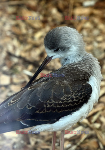 Nowa Ptaszarnia w krakowskim ZOO