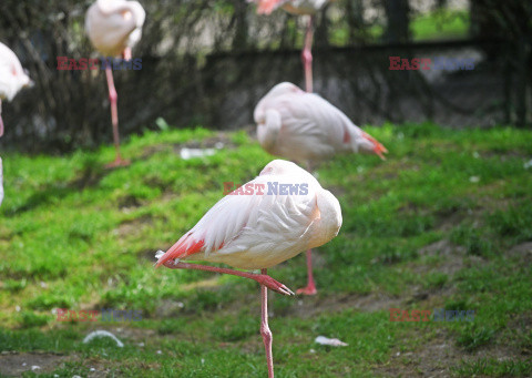 Nowa Ptaszarnia w krakowskim ZOO