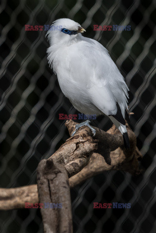 Nowa Ptaszarnia w krakowskim ZOO