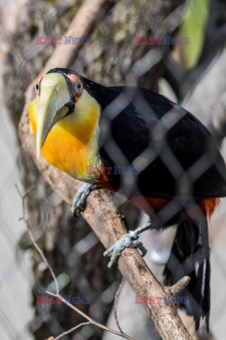 Nowa Ptaszarnia w krakowskim ZOO