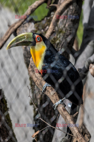 Nowa Ptaszarnia w krakowskim ZOO