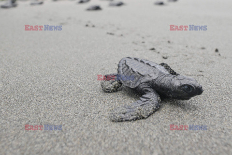 Małe żółwie na plaży w Kolumbii