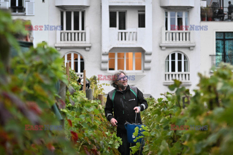 Zbiór winogron w paryskiej dzielnicy Montmarte