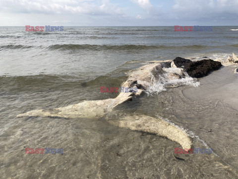 Znaleźli na plaży penis wieloryba