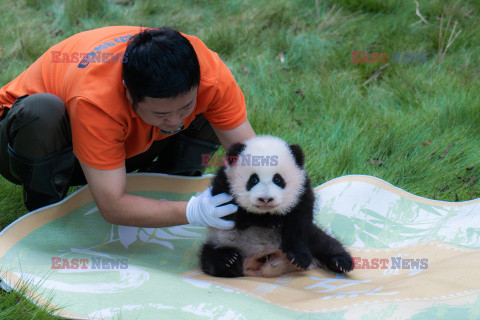 Malutka panda uczy sie siadać