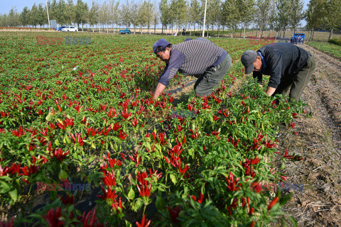 Zbiory papryczek chili w Chinach