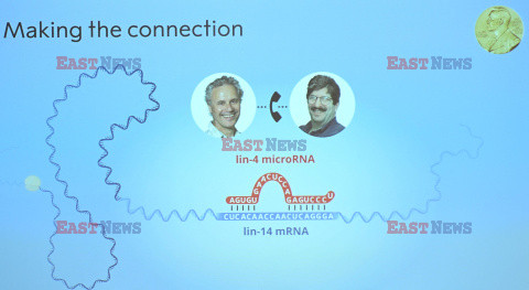 Nobel 2024 - medycyna