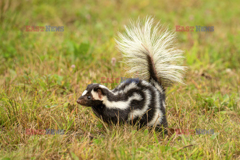 Skunks chodzi na przednich łapach