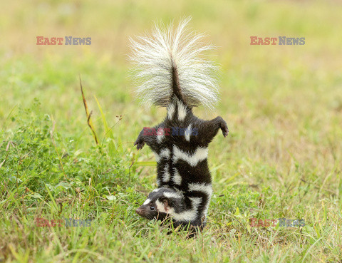 Skunks chodzi na przednich łapach