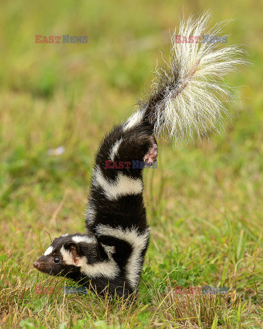 Skunks chodzi na przednich łapach