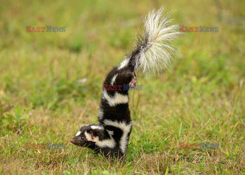 Skunks chodzi na przednich łapach