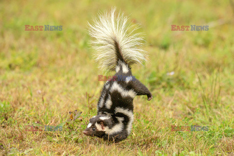 Skunks chodzi na przednich łapach