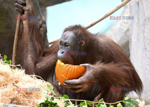 Halloween w ZOO