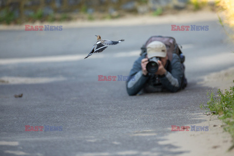 Fotopolowanie na dudka