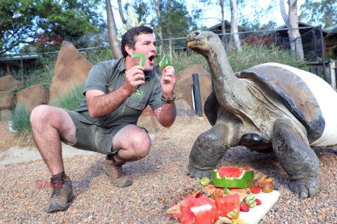 Znany żółw z Galapagos kończy 74 lata