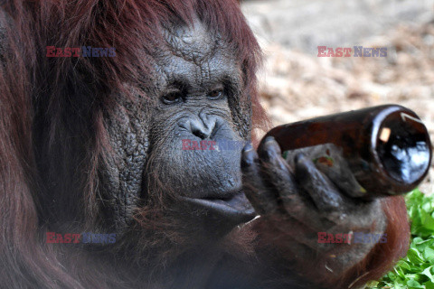 Orangutan bawi się butelką