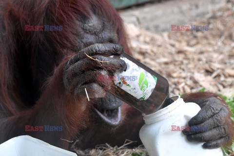 Orangutan bawi się butelką