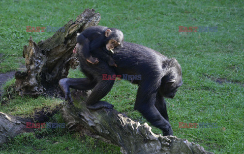 Hiszpania chce nadać małpom prawa człowieka