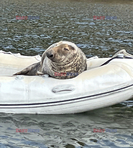 Foka odpoczywa na łodzi