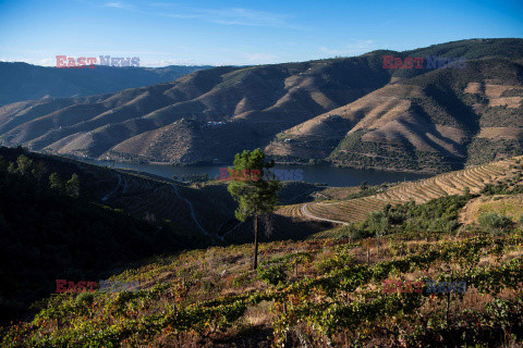 Porto z doliny Douro