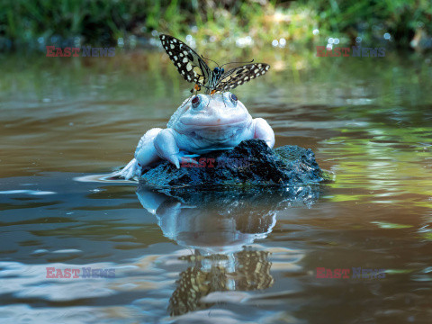 Motyl przysiadł na żabie